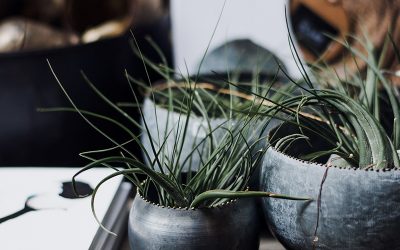 Blog 1